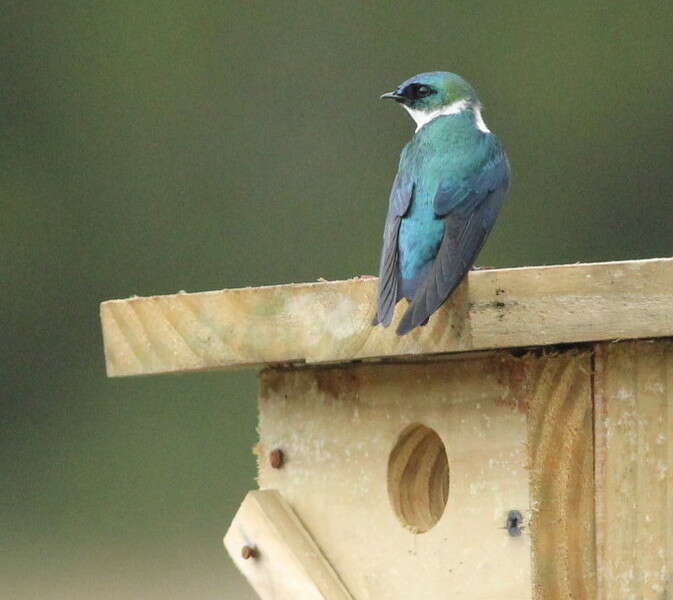 Image of Golden Swallow