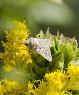 Image of Rubbed Dart