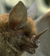 Image of Greater Spear-nosed Bat