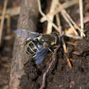 Image of Eristalis dimidiata Wiedemann 1830