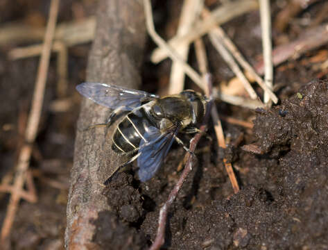 Image de Eristalis dimidiata Wiedemann 1830