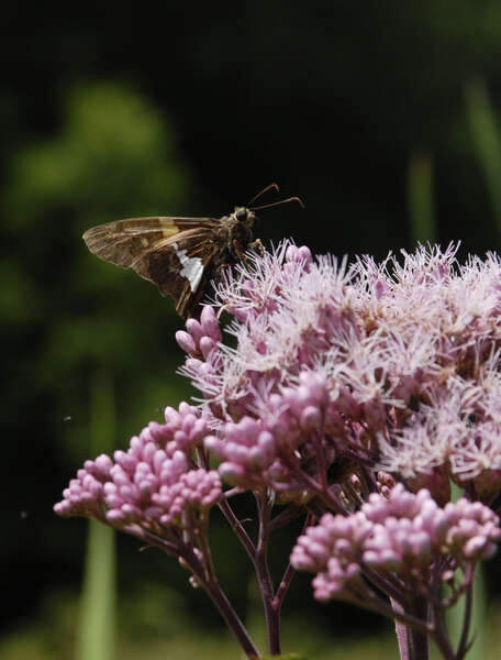 Image of Silver-spotted Skipper