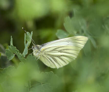 Image of Mustard White