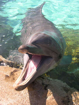 Image of Bottlenose Dolphin