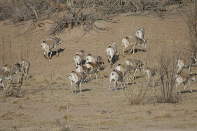 Image of Saigas