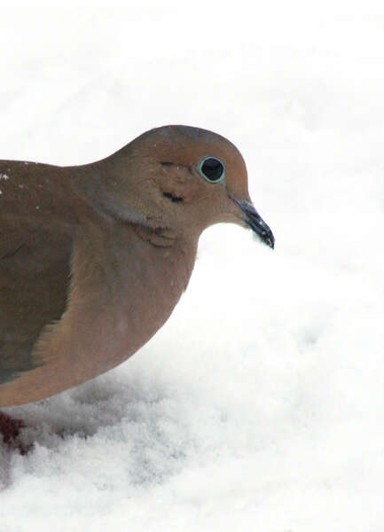 Image of American Mourning Dove