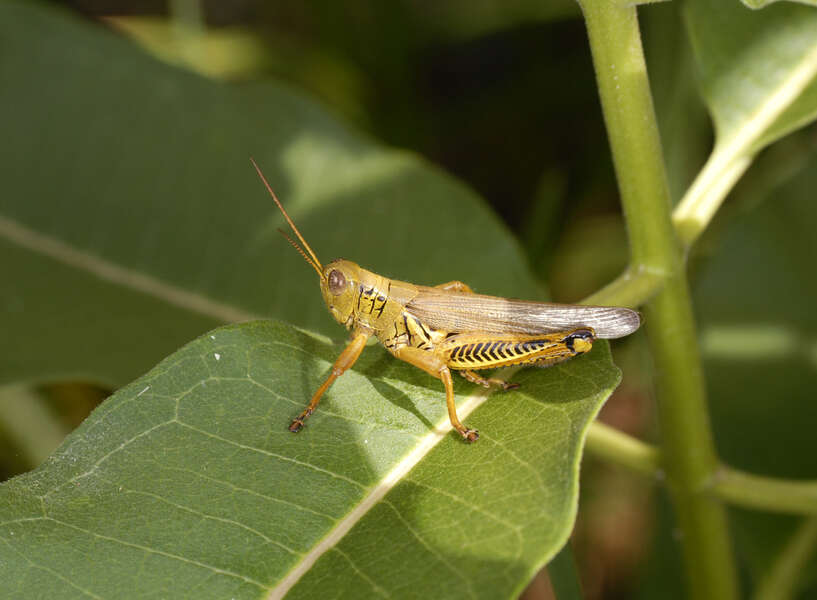 Image of Differential Grasshopper