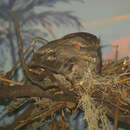 Image of Tawny Frogmouth