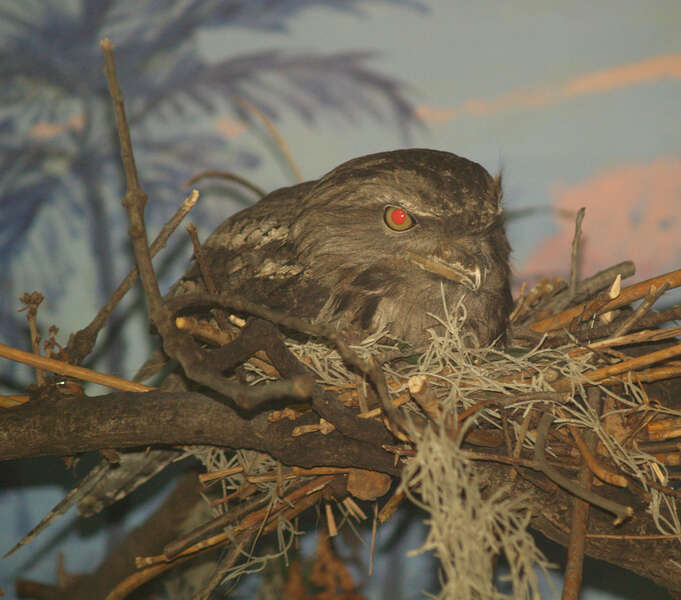 Image of Australasian Frogmouths