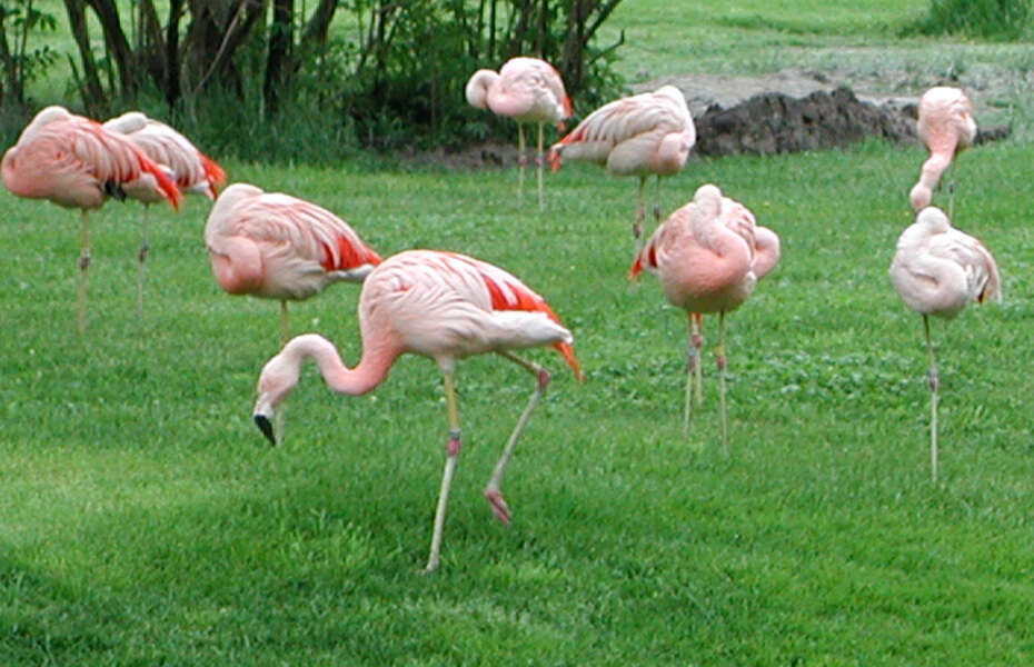 Imagem de Phoenicopterus ruber Linnaeus 1758