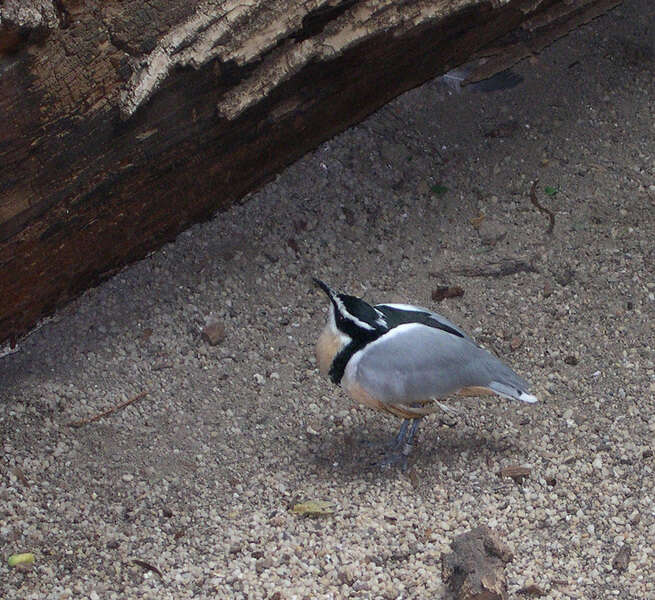 Image of Egyptian plovers