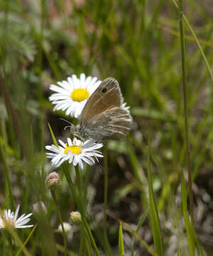 Image of Ringlets