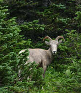 Image of bighorn sheep