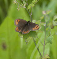 Image of Common Alpine