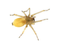 Image of sac spiders