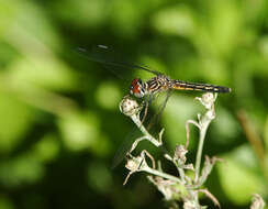 Image of Blue Dasher