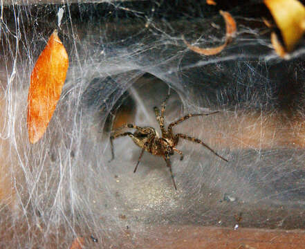 Image of Grass Spiders