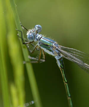 Plancia ëd Lestes dryas Kirby 1890