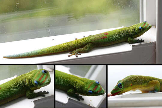 Image of Phelsuma