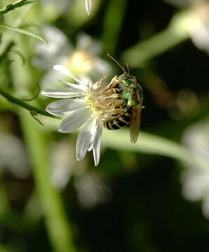 Image of sweat bees