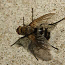 Image of Tachinidae