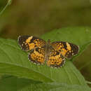 Image of Silvery Checkerspot