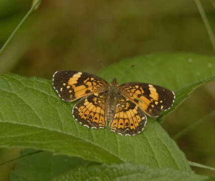 Image of Silvery Checkerspot