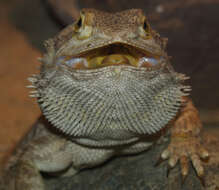 Image of Pogona