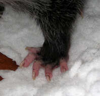 Image de Opossum d'Amérique du Nord