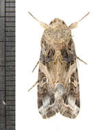 Image de Spodoptera