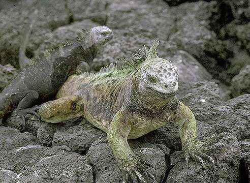 Image of marine iguana