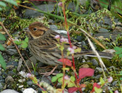 Image of Little Bunting