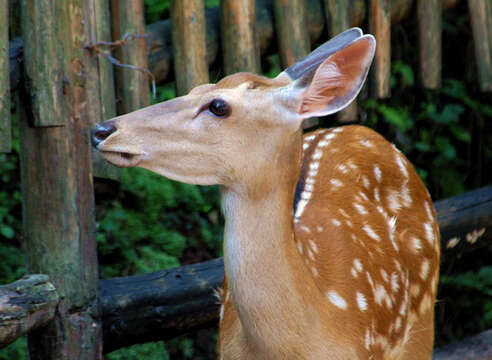 Imagem de Cervus nippon Temminck 1838