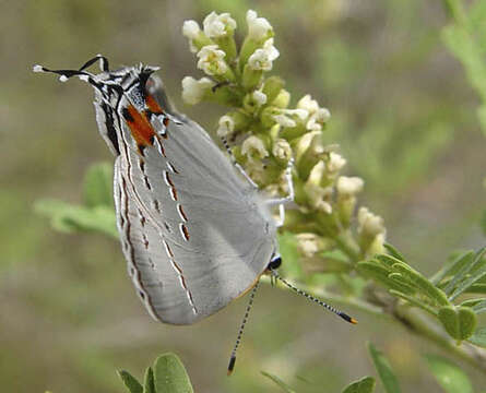 Image of Gray Hairstreak