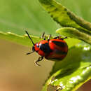 Image of Red Turnip Beetle