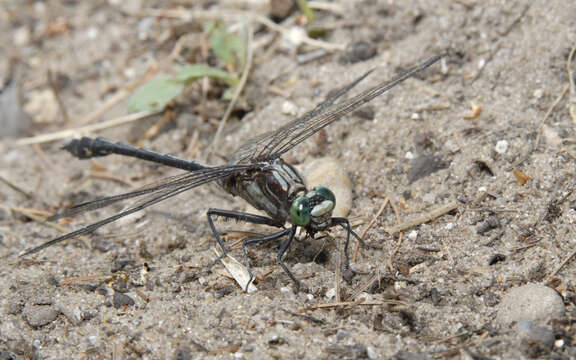 صورة Dromogomphus Selys 1854