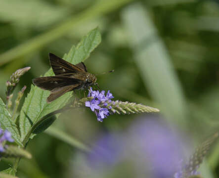 Image of Crossline Skipper