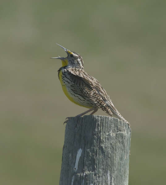 Sturnella neglecta Audubon 1844 resmi