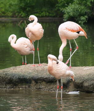 Imagem de Phoenicopterus chilensis Molina 1782