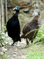 Imagem de Lophophorus lhuysii Geoffroy Saint-Hilaire & A 1866