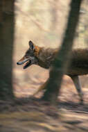 Image de loup rouge