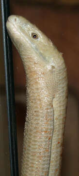 Image of legless lizard