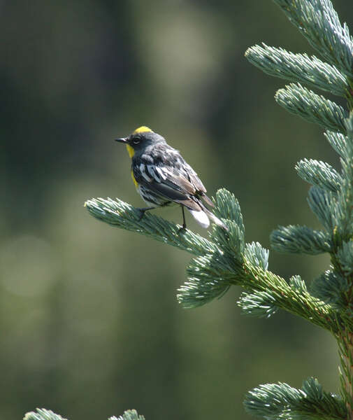 Dendroica coronata resmi