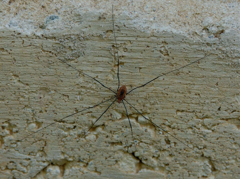 Image of harvestmen