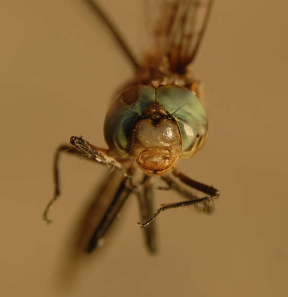 Image of Prince Baskettail