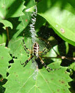 Plancia ëd Argiope aurantia Lucas 1833