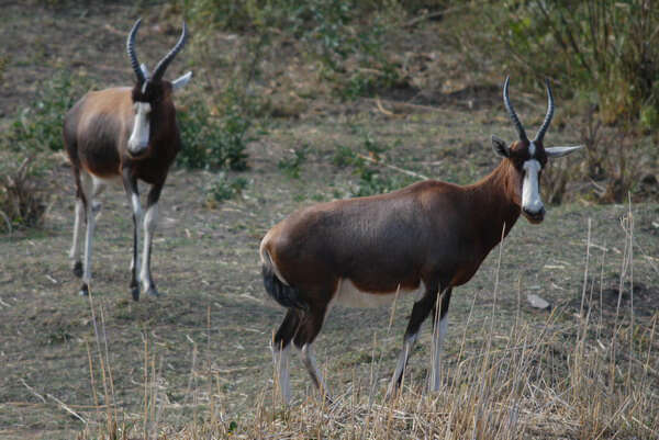 Image of Blesbok