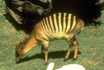 Image of zebra duiker