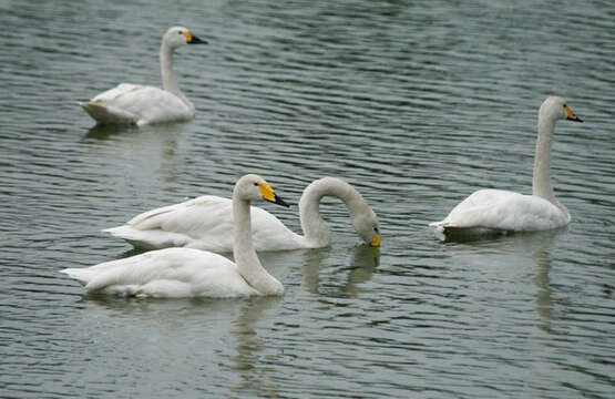 Image de Cygne chanteur