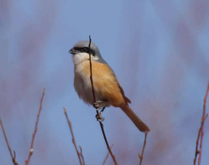 Image of Grey-backed Shrike